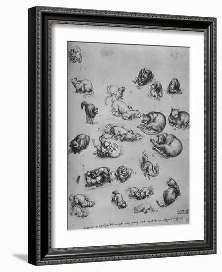 'Studies of Cats and of a Dragon', c1480 (1945)-Leonardo Da Vinci-Framed Giclee Print