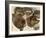 Studies of Huskies' Heads-George Bouverie Goddard-Framed Giclee Print