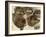 Studies of Huskies' Heads-George Bouverie Goddard-Framed Giclee Print