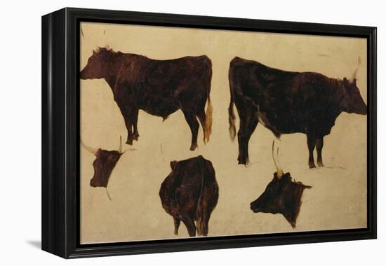 Studies of Long Horned Cattle (Oil on Board)-Richard Ansdell-Framed Premier Image Canvas