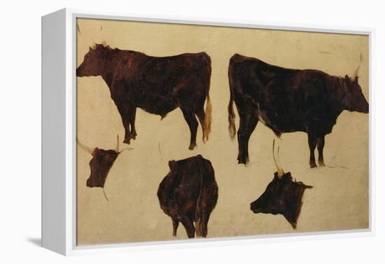 Studies of Long Horned Cattle (Oil on Board)-Richard Ansdell-Framed Premier Image Canvas