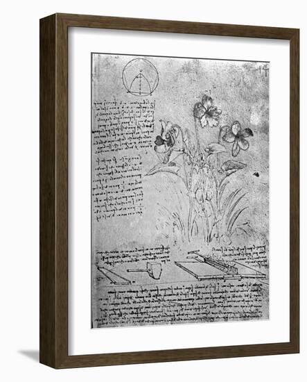 Studies of Violas-Leonardo da Vinci-Framed Giclee Print