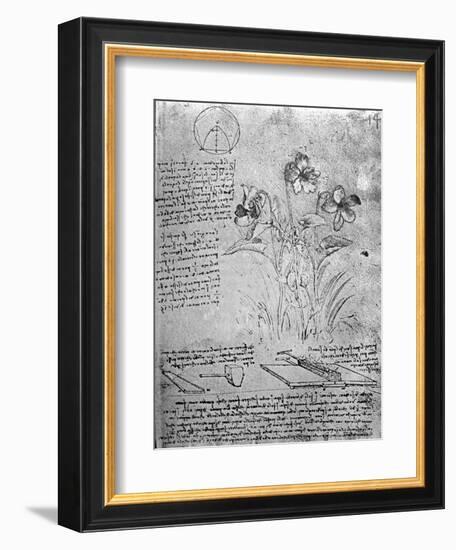 Studies of Violas-Leonardo da Vinci-Framed Giclee Print