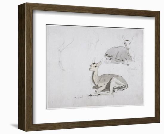 Studies of Young Pallah Deer Resting, C.1802 (W/C and Graphite on Paper)-Samuel Daniell-Framed Premium Giclee Print