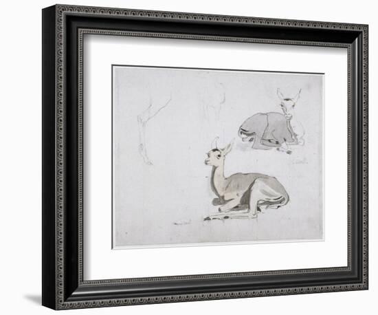 Studies of Young Pallah Deer Resting, C.1802 (W/C and Graphite on Paper)-Samuel Daniell-Framed Premium Giclee Print