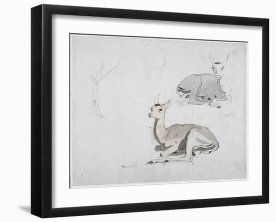 Studies of Young Pallah Deer Resting, C.1802 (W/C and Graphite on Paper)-Samuel Daniell-Framed Giclee Print