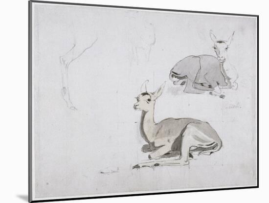 Studies of Young Pallah Deer Resting, C.1802 (W/C and Graphite on Paper)-Samuel Daniell-Mounted Giclee Print