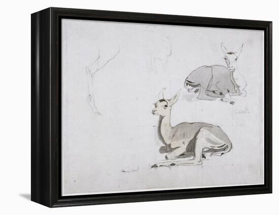 Studies of Young Pallah Deer Resting, C.1802 (W/C and Graphite on Paper)-Samuel Daniell-Framed Premier Image Canvas