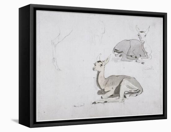 Studies of Young Pallah Deer Resting, C.1802 (W/C and Graphite on Paper)-Samuel Daniell-Framed Premier Image Canvas