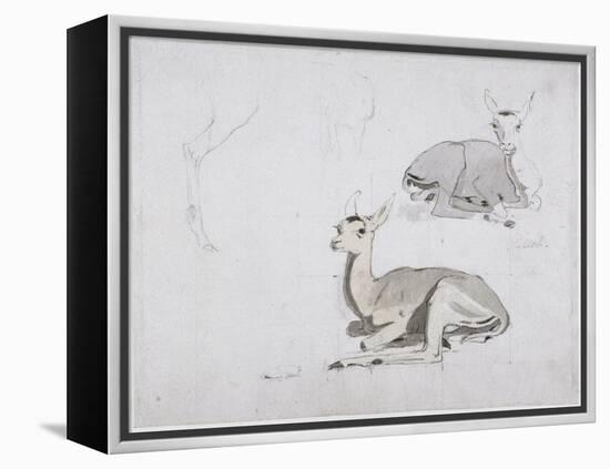 Studies of Young Pallah Deer Resting, C.1802 (W/C and Graphite on Paper)-Samuel Daniell-Framed Premier Image Canvas