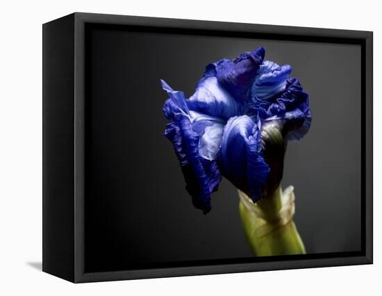 Studio Flowers I-James McLoughlin-Framed Premier Image Canvas