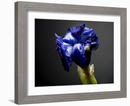 Studio Flowers I-James McLoughlin-Framed Photographic Print