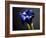 Studio Flowers I-James McLoughlin-Framed Photographic Print