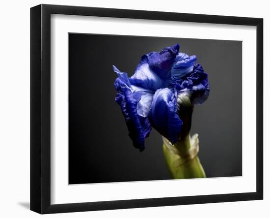 Studio Flowers I-James McLoughlin-Framed Photographic Print