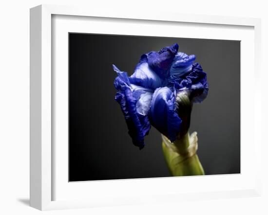 Studio Flowers I-James McLoughlin-Framed Photographic Print