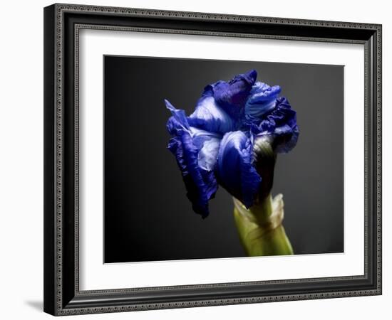 Studio Flowers I-James McLoughlin-Framed Photographic Print