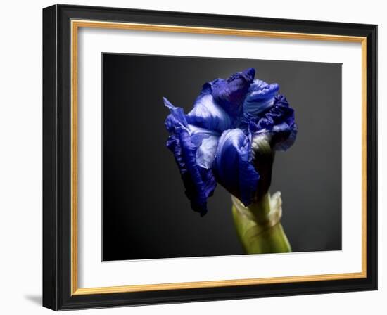 Studio Flowers I-James McLoughlin-Framed Photographic Print
