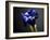 Studio Flowers I-James McLoughlin-Framed Photographic Print