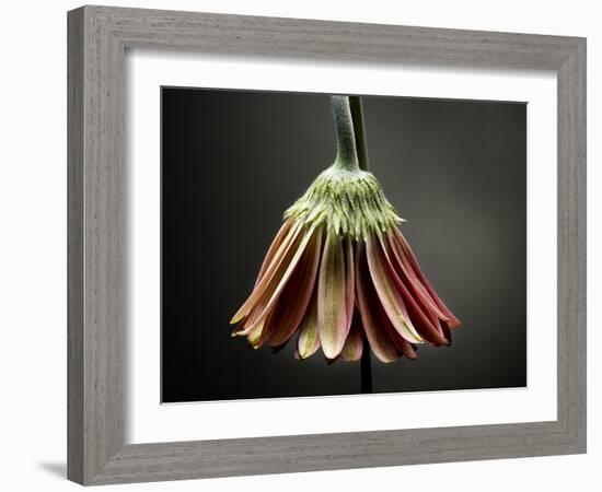 Studio Flowers II-James McLoughlin-Framed Photographic Print