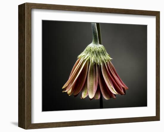 Studio Flowers II-James McLoughlin-Framed Photographic Print