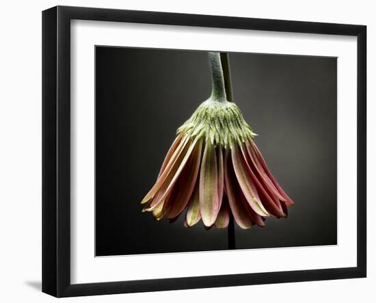 Studio Flowers II-James McLoughlin-Framed Photographic Print