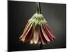 Studio Flowers II-James McLoughlin-Mounted Photographic Print