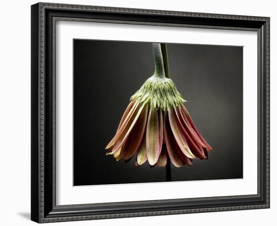 Studio Flowers II-James McLoughlin-Framed Photographic Print