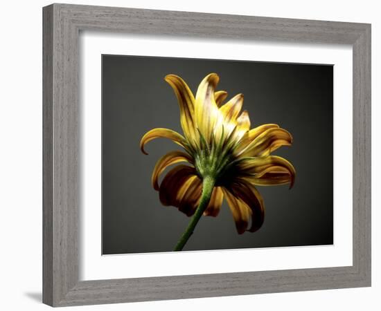 Studio Flowers III-James McLoughlin-Framed Photographic Print