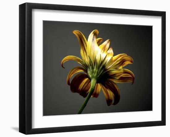 Studio Flowers III-James McLoughlin-Framed Photographic Print