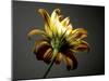 Studio Flowers III-James McLoughlin-Mounted Photographic Print