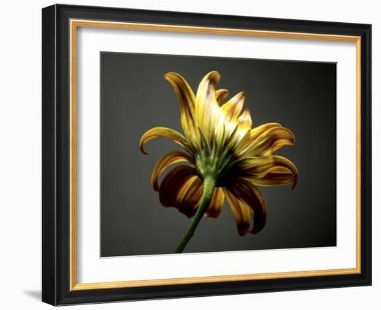 Studio Flowers III-James McLoughlin-Framed Photographic Print