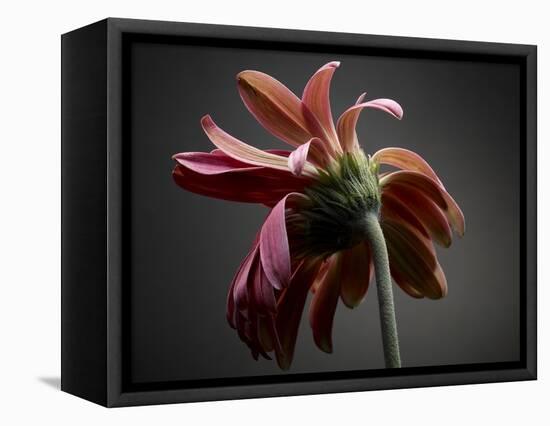 Studio Flowers IV-James McLoughlin-Framed Premier Image Canvas