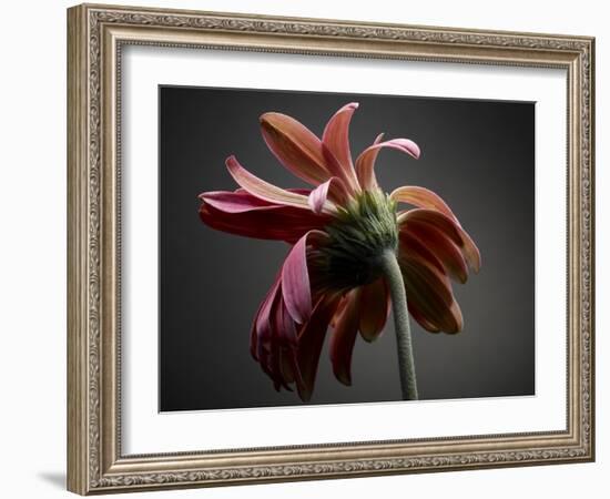 Studio Flowers IV-James McLoughlin-Framed Photographic Print