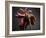 Studio Flowers IV-James McLoughlin-Framed Photographic Print