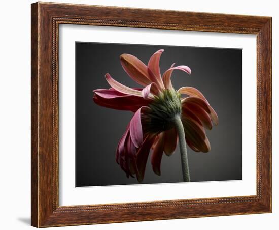 Studio Flowers IV-James McLoughlin-Framed Photographic Print