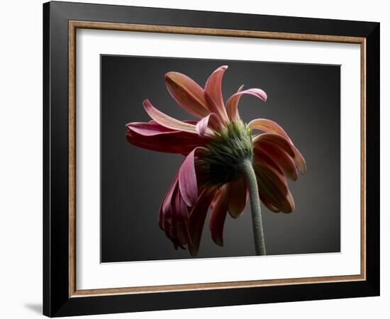 Studio Flowers IV-James McLoughlin-Framed Photographic Print