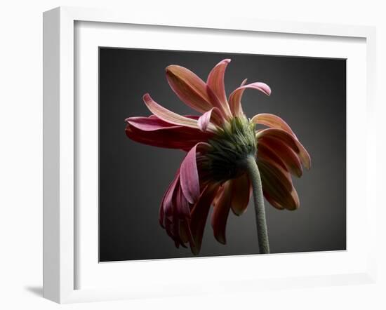 Studio Flowers IV-James McLoughlin-Framed Photographic Print