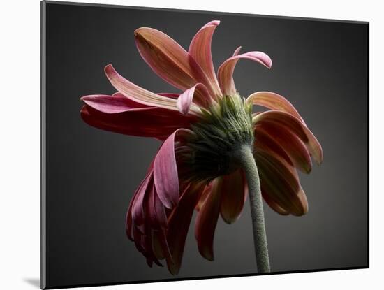 Studio Flowers IV-James McLoughlin-Mounted Photographic Print