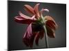 Studio Flowers IV-James McLoughlin-Mounted Photographic Print