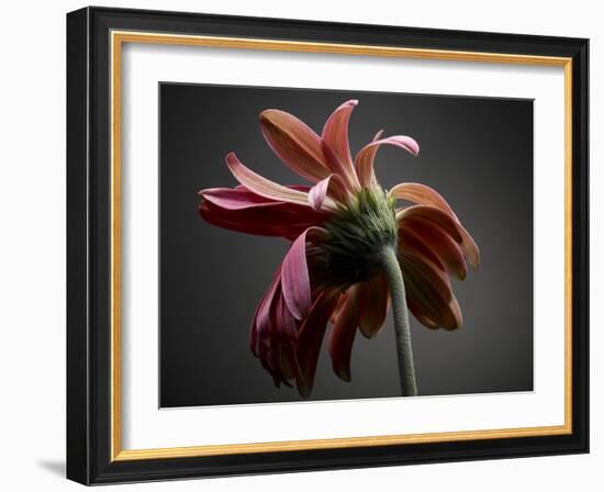 Studio Flowers IV-James McLoughlin-Framed Photographic Print