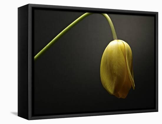 Studio Flowers IX-James McLoughlin-Framed Premier Image Canvas