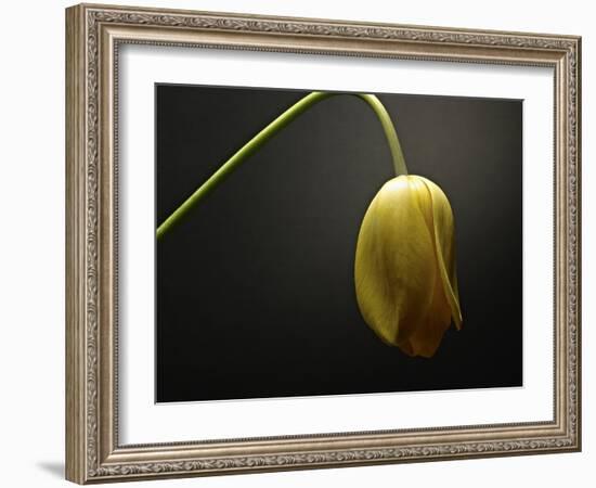 Studio Flowers IX-James McLoughlin-Framed Photographic Print