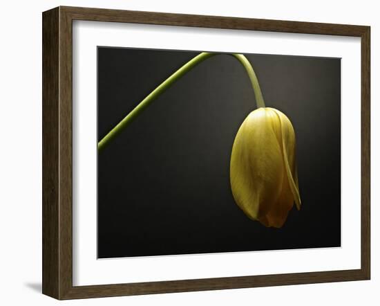 Studio Flowers IX-James McLoughlin-Framed Photographic Print
