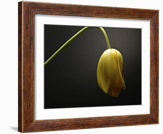 Studio Flowers IX-James McLoughlin-Framed Photographic Print