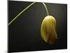 Studio Flowers IX-James McLoughlin-Mounted Photographic Print