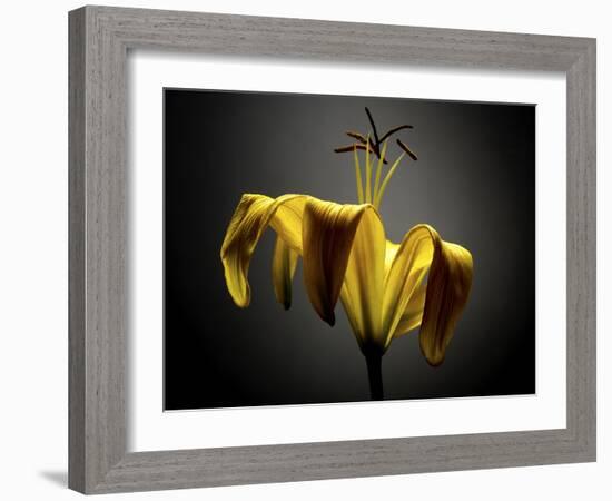 Studio Flowers V-James McLoughlin-Framed Photographic Print