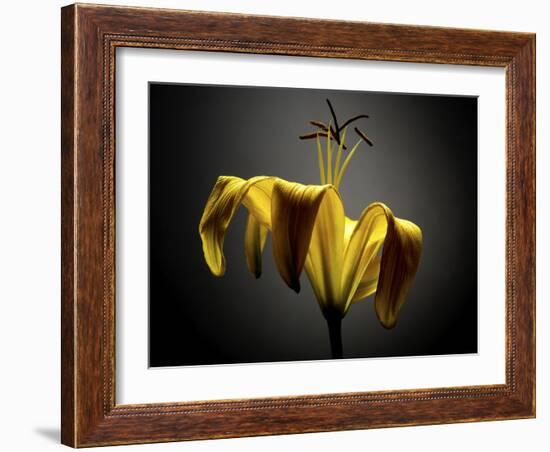 Studio Flowers V-James McLoughlin-Framed Photographic Print