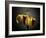 Studio Flowers V-James McLoughlin-Framed Photographic Print