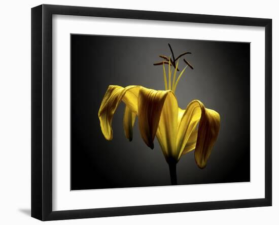 Studio Flowers V-James McLoughlin-Framed Photographic Print