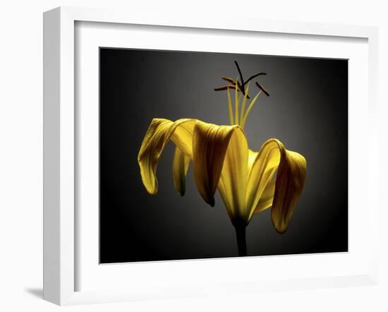 Studio Flowers V-James McLoughlin-Framed Photographic Print